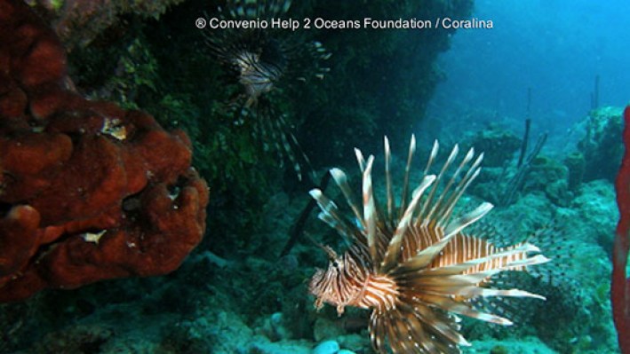 Lion Fishes (249)_474